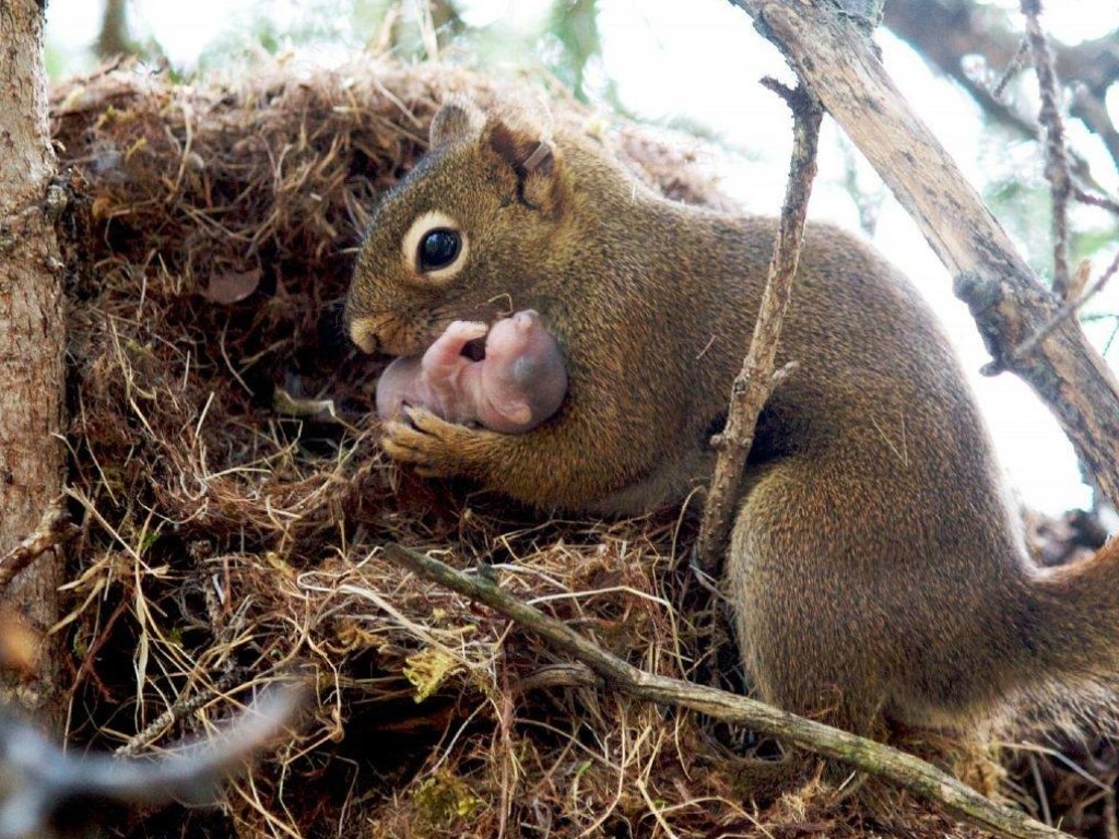 История со счастливым хвостом: белка обустроила гнездо под капотом авто и вывела там малыша (ФОТО)