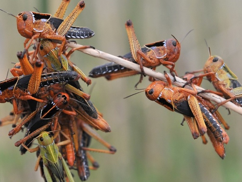 В Херсонской области на полях появились признаки засухи: аграрии заявили об угрозе нашествия саранчи