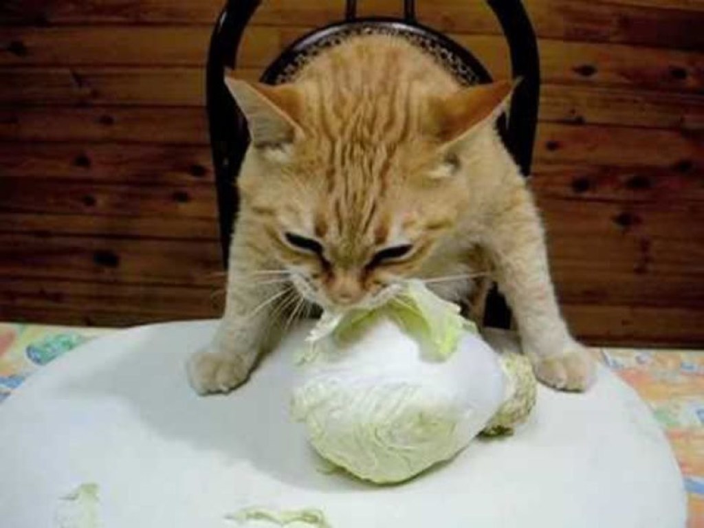 Нам мяса не надо – капусту давай: хозяин застукал кота за поеданием овощей (ВИДЕО)