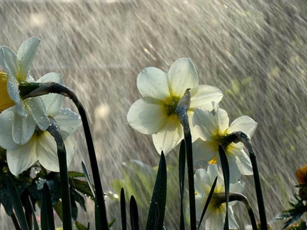 Погода на 3 мая: в Украине пройдут дожди с грозами