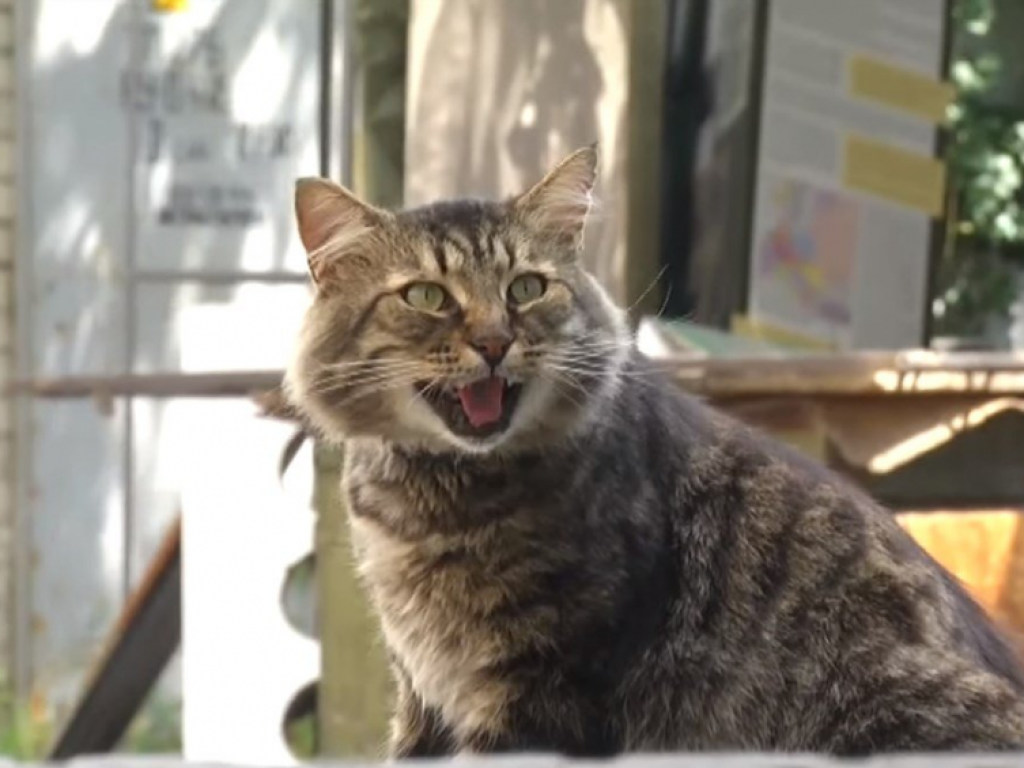 Кот, который нес пакет с шашлыком, рассмешил Интернет (ВИДЕО)