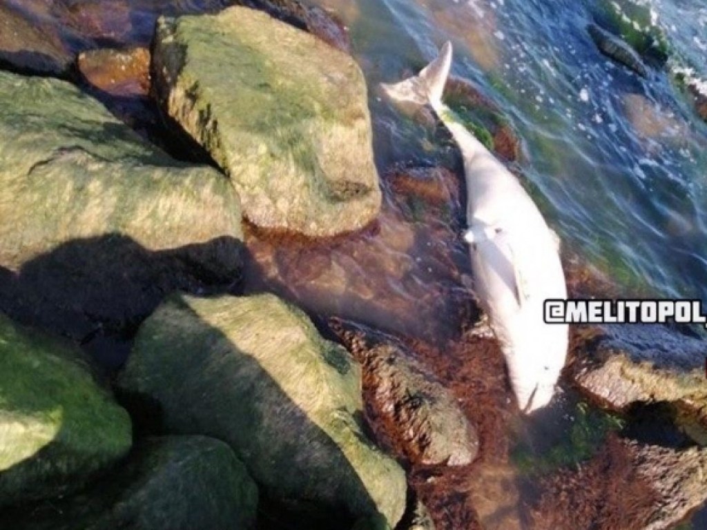 На берегу Азовского моря обнаружили мертвых дельфинов: зоозащитник пояснил явление (ФОТО, ВИДЕО)