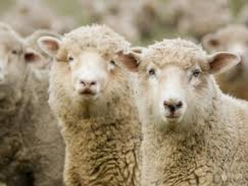 Карантин в мире: Сотни овец заполонили улицы турецкого города – невероятное видео