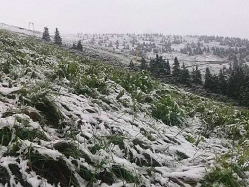 «Метель»: В Карпатах выпал майский снег (ФОТО)