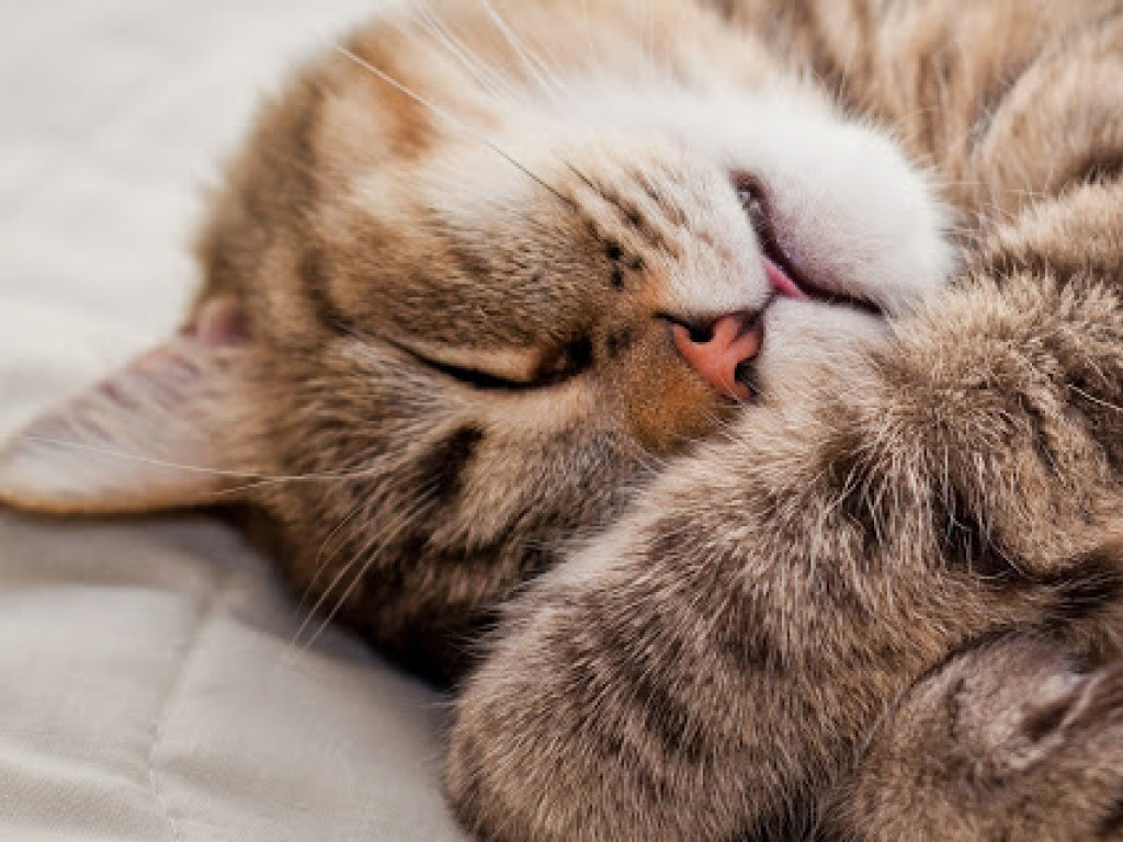 «Хранитель пульта»: В Сети показали спящего кота, который поразительно громко храпит (ВИДЕО)