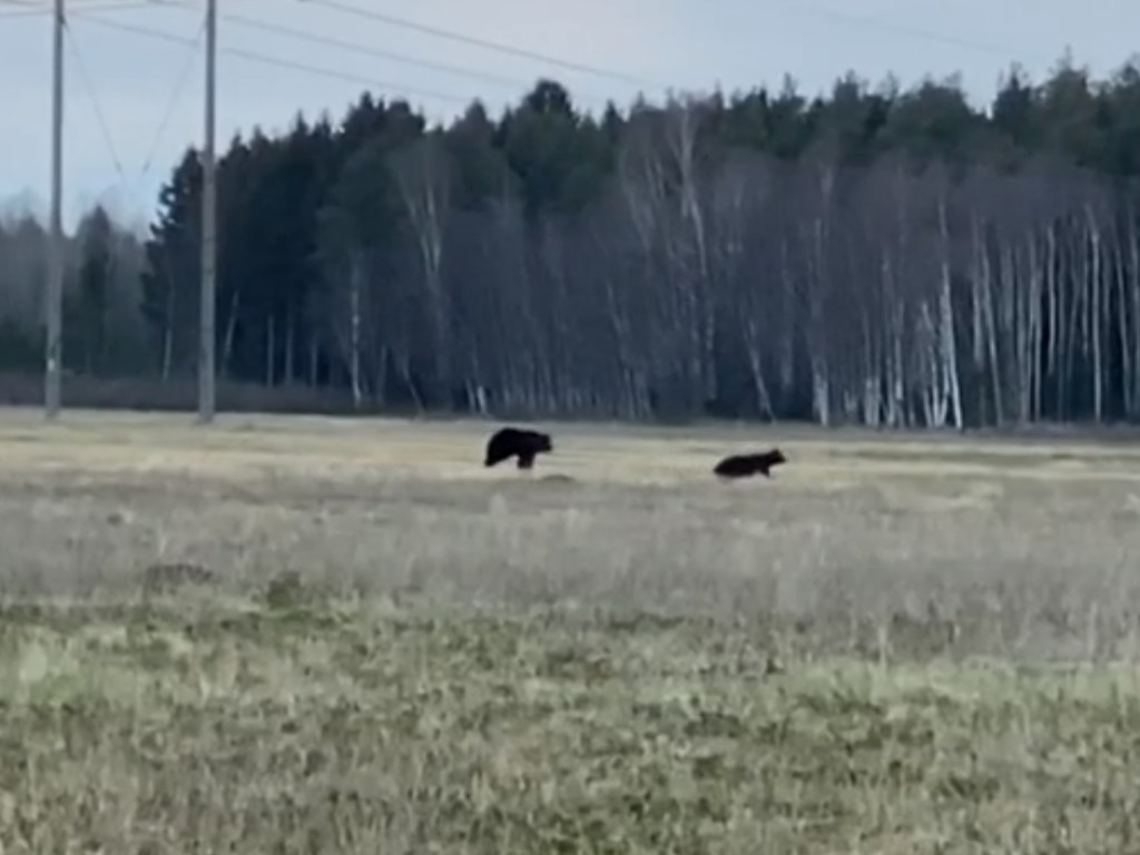 Медведица с медвежонком гнали лося по полю: люди находились неподалеку (ФОТО)