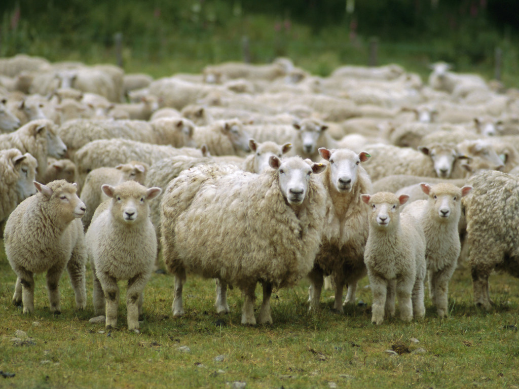 Отара овец гуляла по улицам испанского города (ВИДЕО)