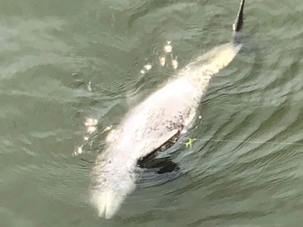 В Николаеве прохожие увидели в реке мертвого дельфина