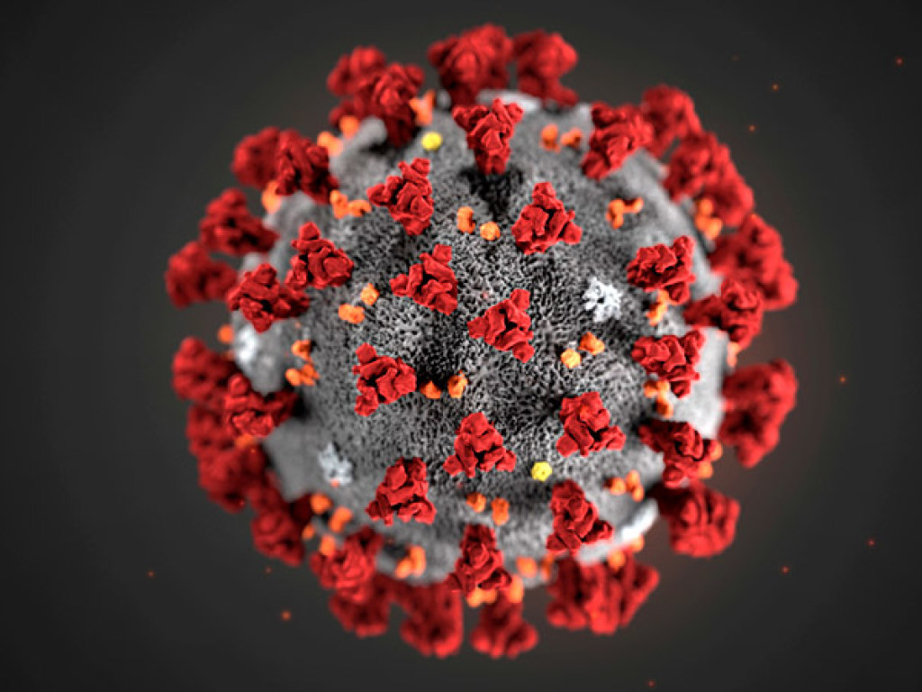 Коронавирус мутирует:  появился новый прогноз ученых  о количестве инфицированных
