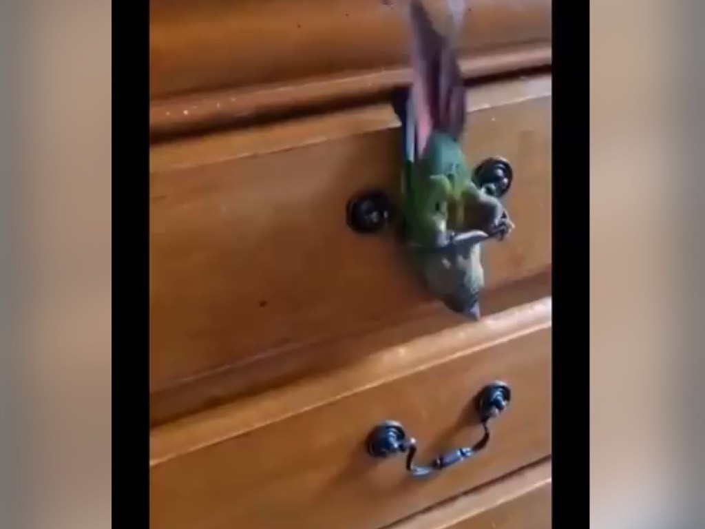 Скука: попугай во время карантина научился делать опасные трюки на комоде (ВИДЕО)