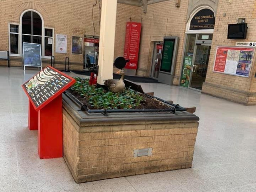 Матушка гусыня свила себе гнездо посреди вестибюля вокзала в британском Йорке (ФОТО, ВИДЕО)