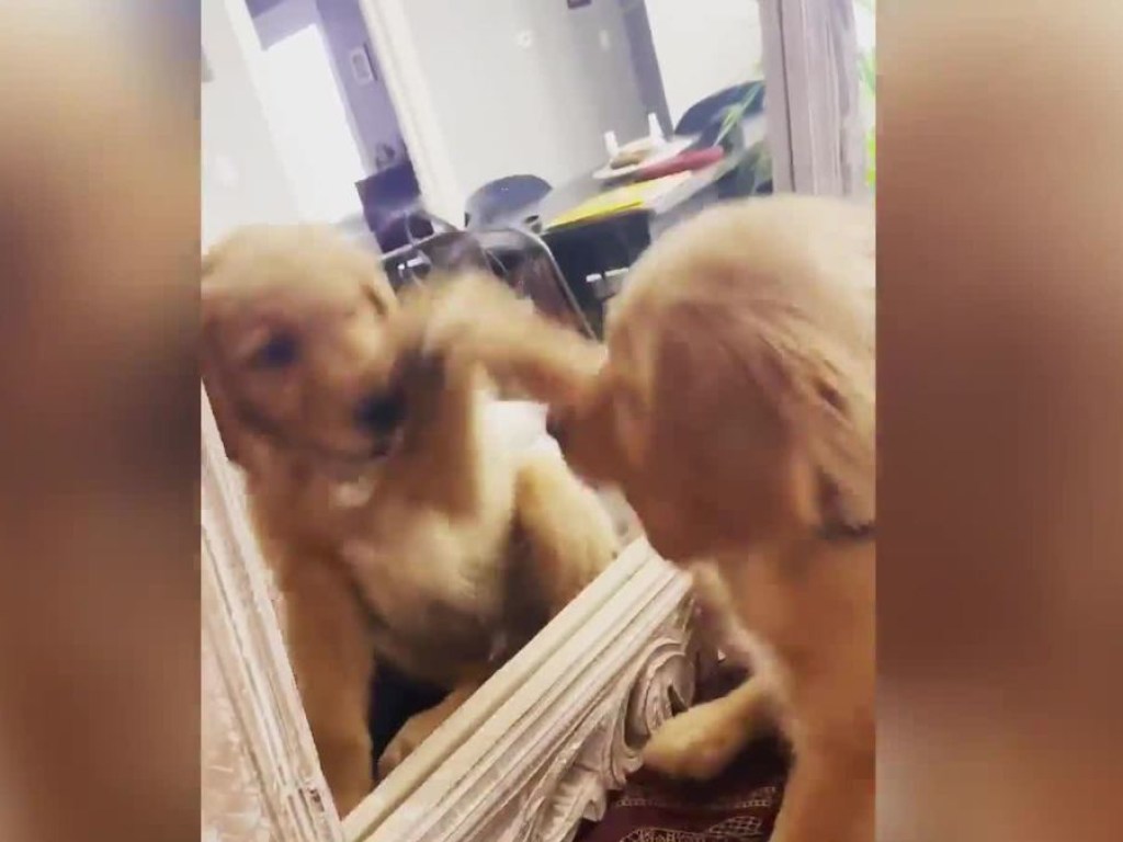 Реакция щенка на свое отражение развеселила Сеть (ФОТО, ВИДЕО)