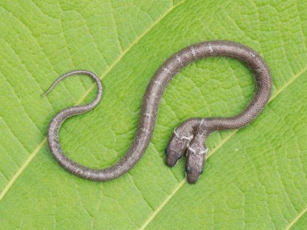 В Индии обнаружили двухголовую змею (ФОТО, ВИДЕО)