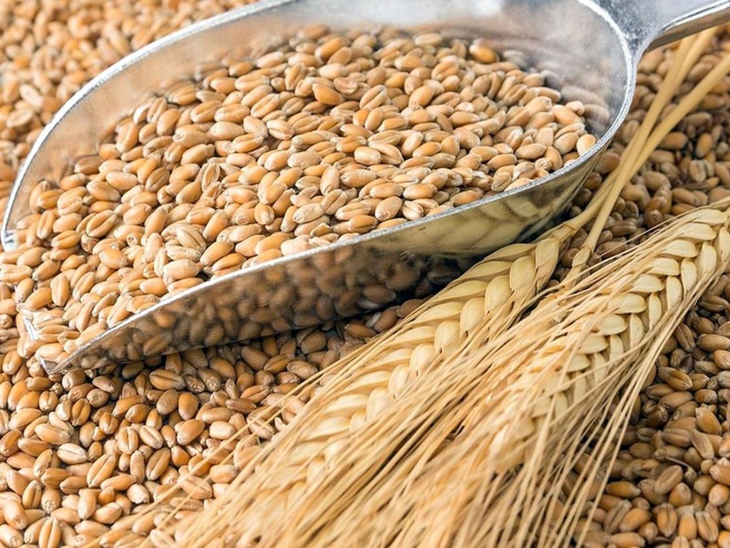 Украину ждет резкое падение урожая зерновых – эксперт