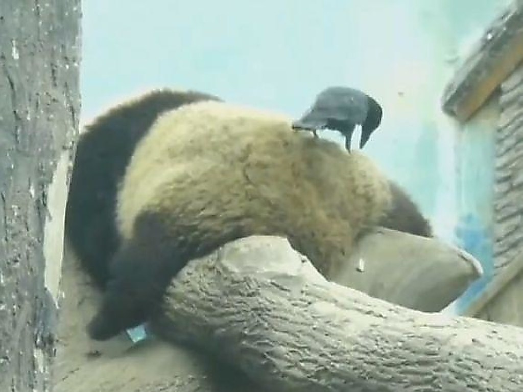 В зоопарке Пекина ворона заклевала двух панд (ФОТО, ВИДЕО)