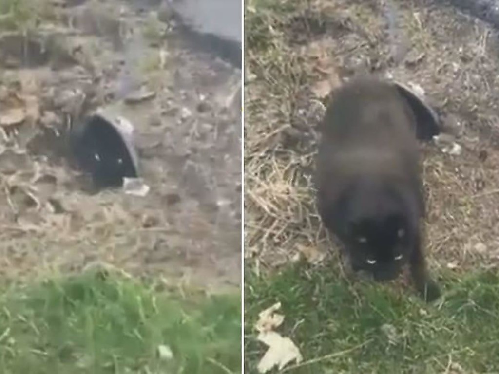Кот жил под землёй и сильно растолстел: в Сети показали забавное видео попыток животного выбраться из норы (ВИДЕО)