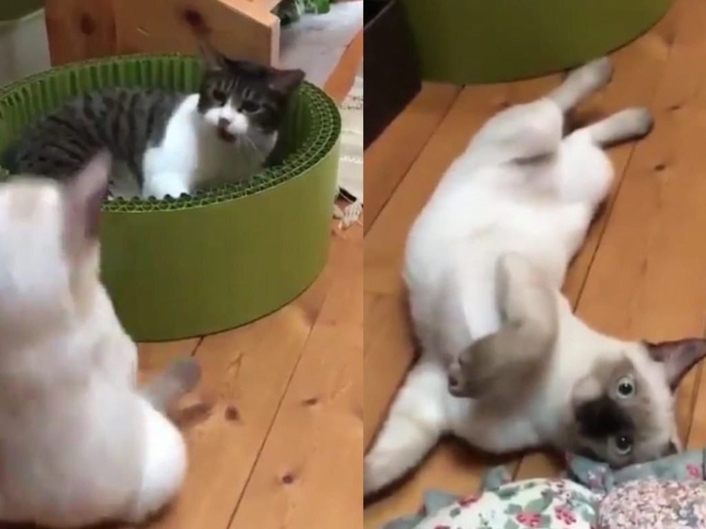 «Технический нокдаун»: кот подрался с соперником, защищая спальное место (ФОТО, ВИДЕО)