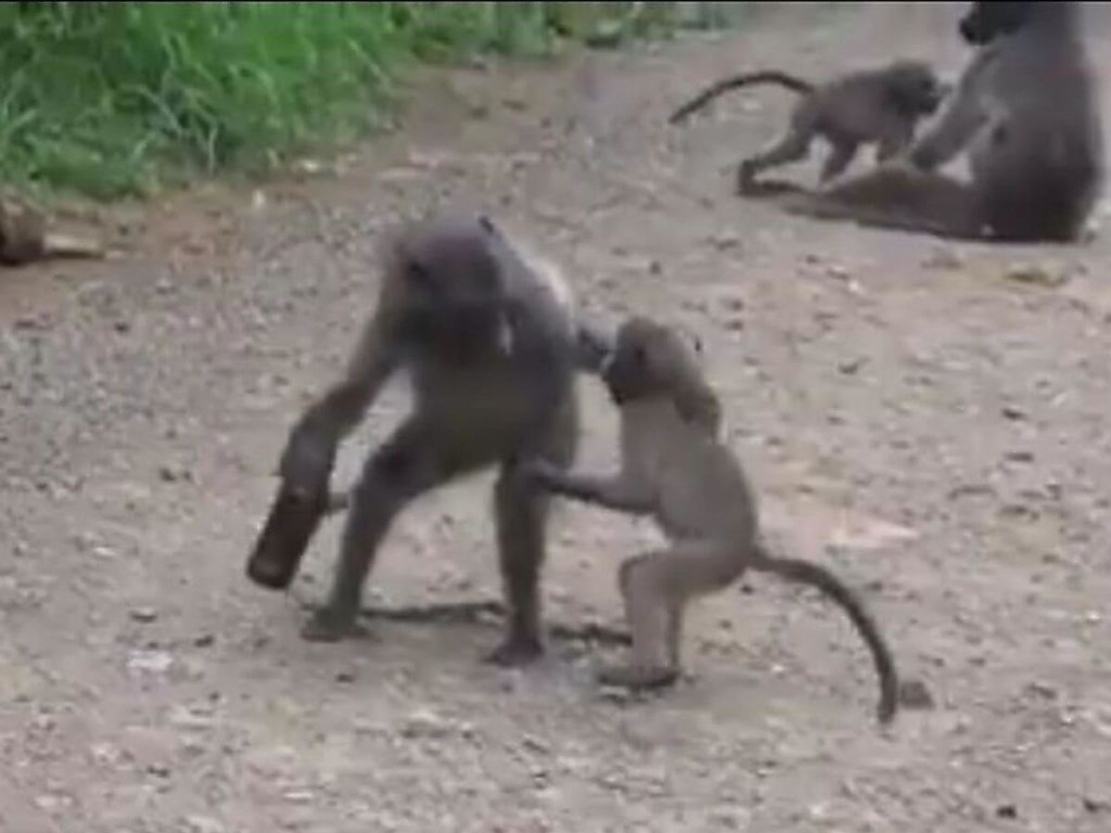 В заповеднике ЮАР бабуины устроили драку за бутылку пива (ФОТО, ВИДЕО)