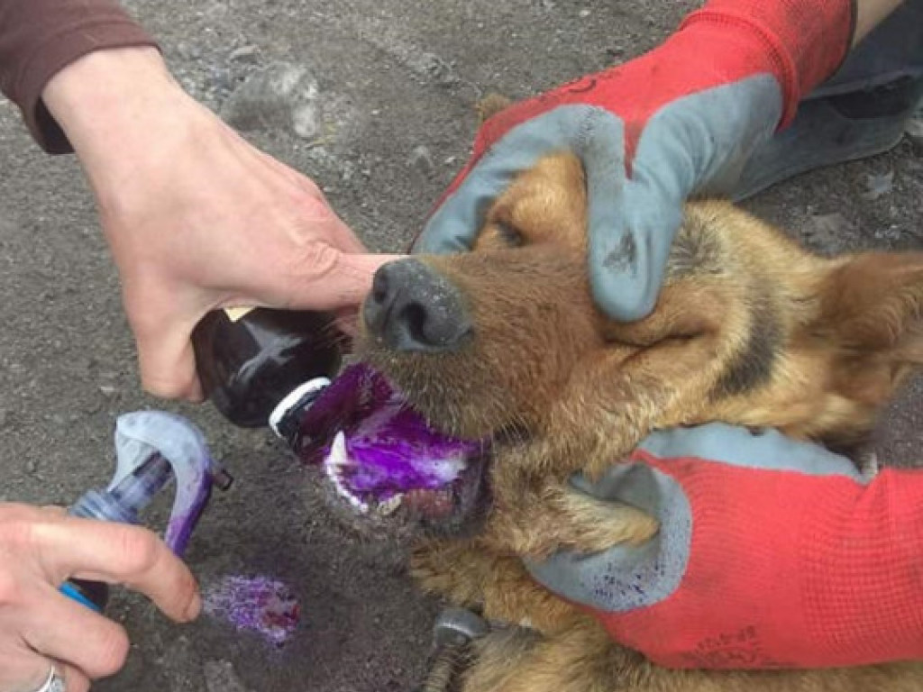 В Днепре спасали собаку: лизала консервную банку и «застряла» языком (ФОТО, ВИДЕО)