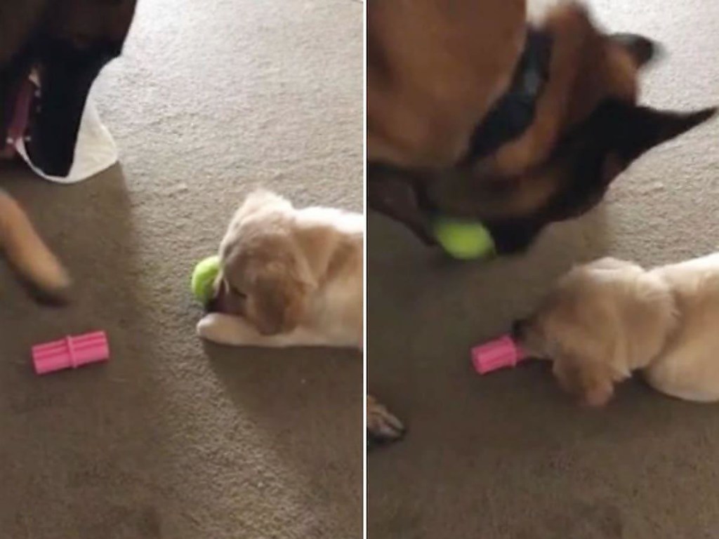 Умный пёс перехитрил щенка и обменял любимый мячик на другую игрушку (ВИДЕО)
