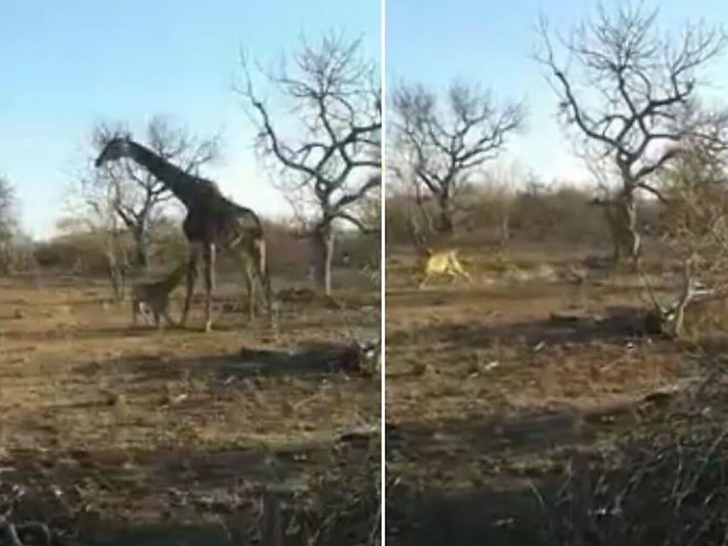 Смелый детеныш жирафа дал отпор «царю зверей» (ФОТО, ВИДЕО)
