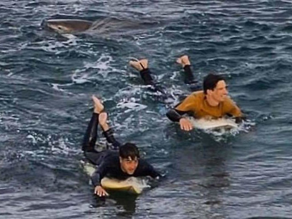 Французский серфер смог отбиться от акулы в Австралии (ФОТО, ВИДЕО)