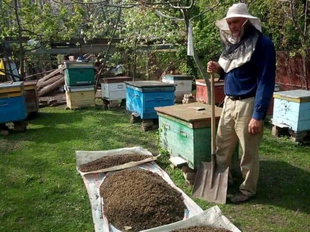 В Запорожской области зафиксировали массовую гибель пчел (ФОТО)