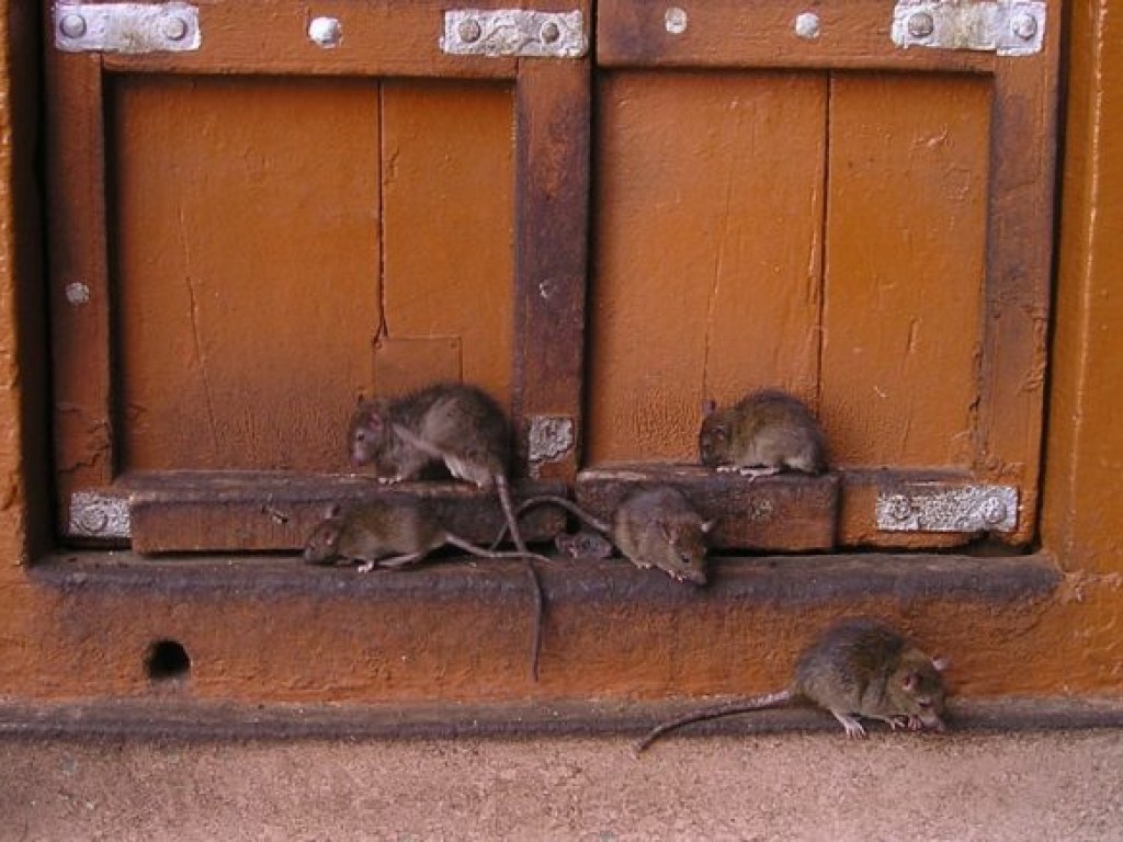 В Китае крысы начали заражать людей опасной болезнью