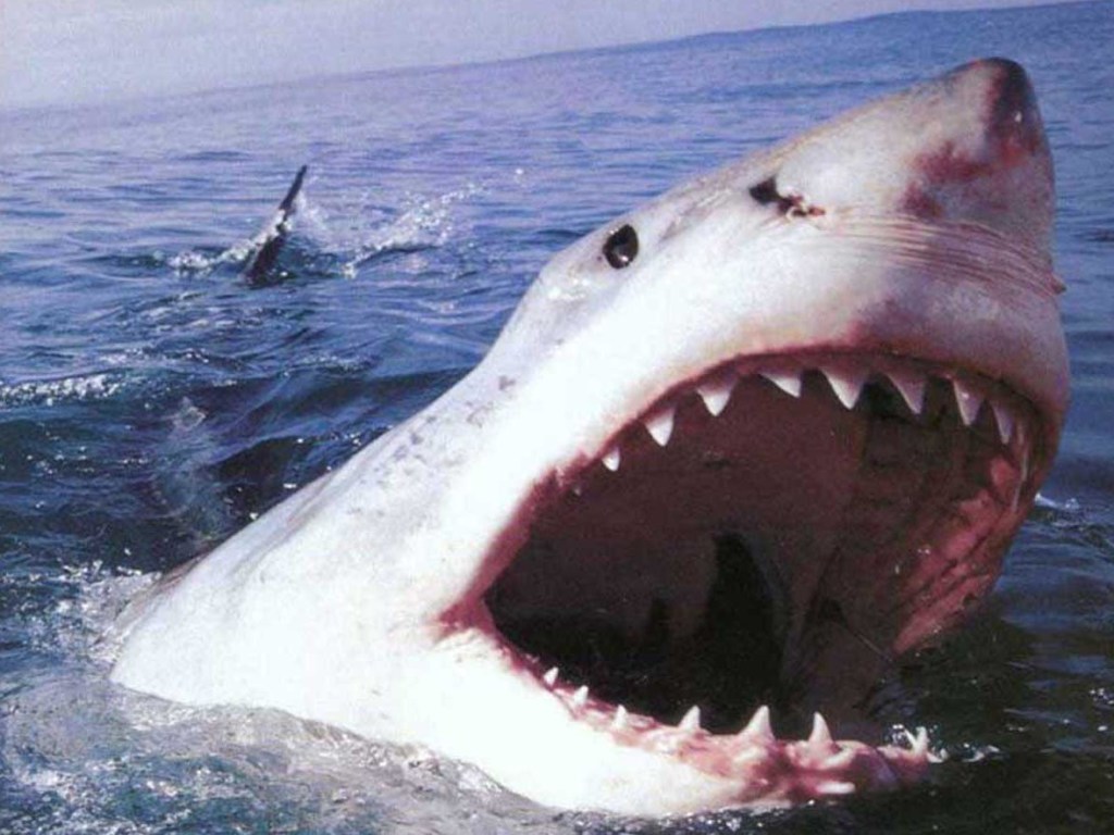 У берегов США огромная акула растерзала 26-летнего серфера