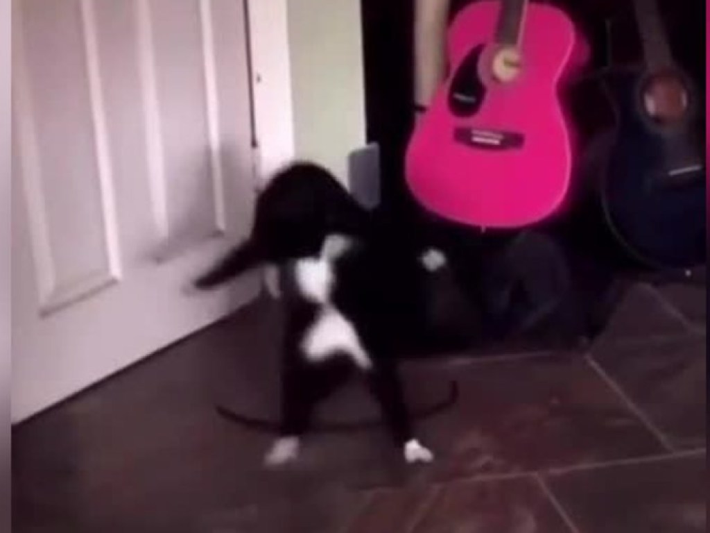 Танцуют все: котейка превратил игру со шнурком в зажигательный номер (ФОТО, ВИДЕО)