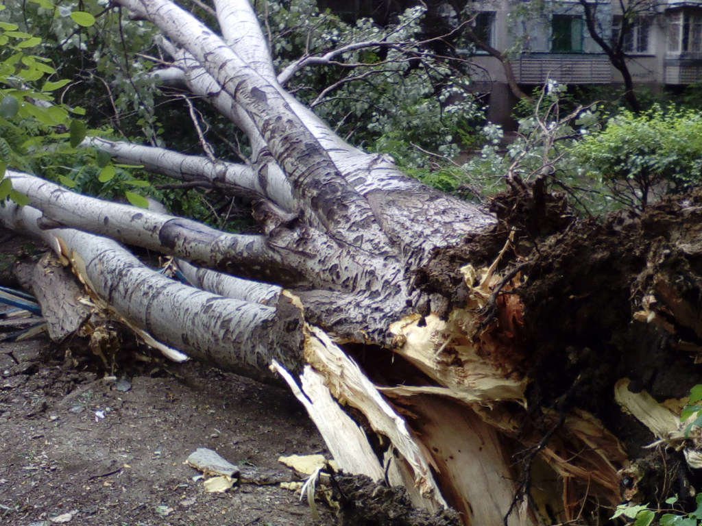 В Харькове на прохожих рухнуло дерево, задев автомобиль и повредив фасад здания (ВИДЕО)