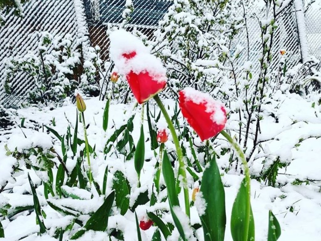 В мае в Европе и РФ на тюльпаны и зелёные лужайки выпал снег (ФОТО)  
