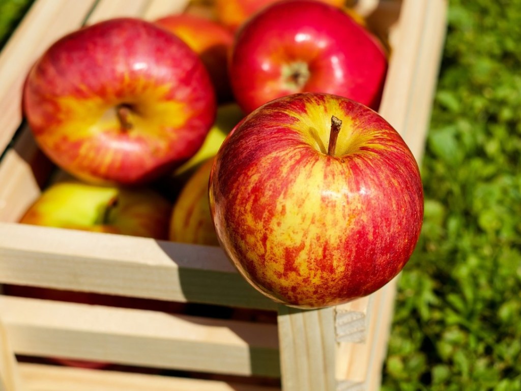 Эксперты рассказали, как есть яблоки, чтобы они приносили максимум пользы