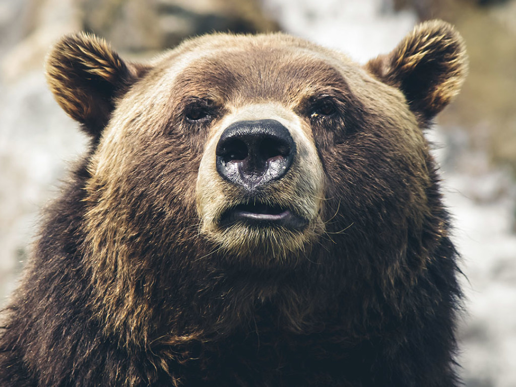 В США медведь с подельниками ограбили дом ради арахисового масла и чипсов (ВИДЕО)