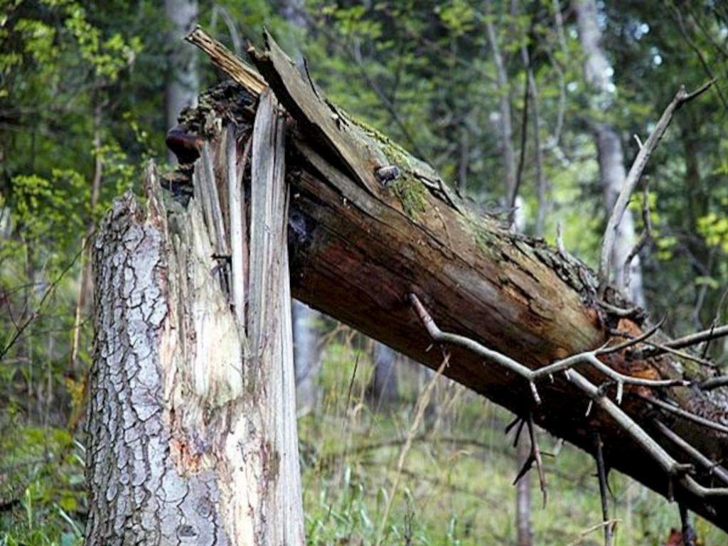 В Харькове на прохожих рухнуло дерево: мужчину забрала скорая