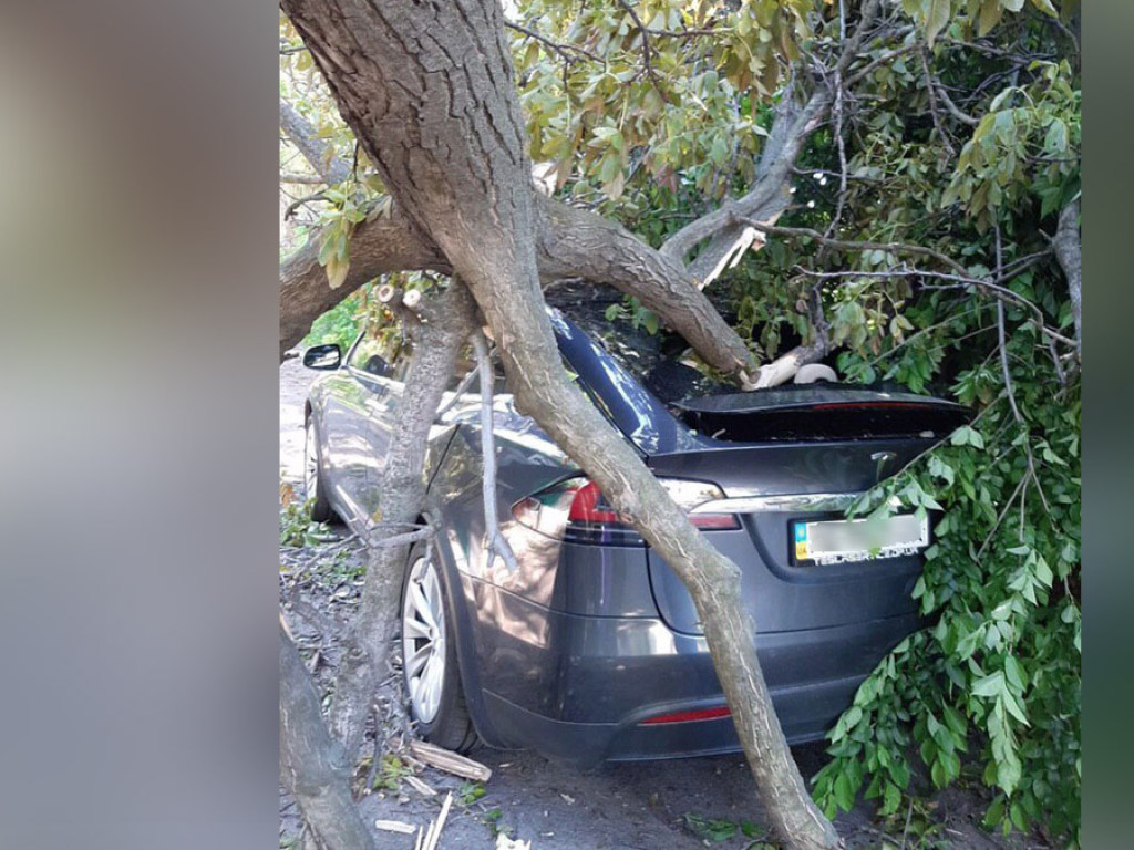 Упавшее дерево разбило припаркованную Tesla в Днепре (ФОТО)