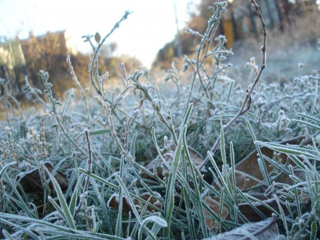 В Украине ожидаются сильные заморозки