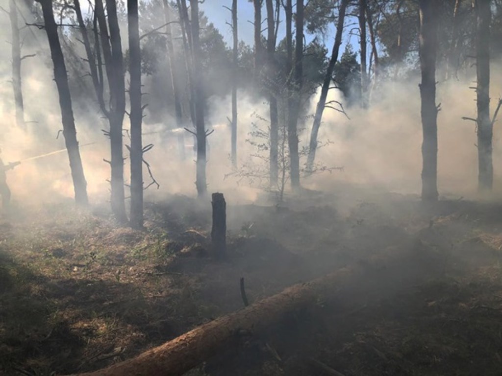 В Николаевской области зафиксировали поджог леса в 3 районах: что происходит (ФОТО)
