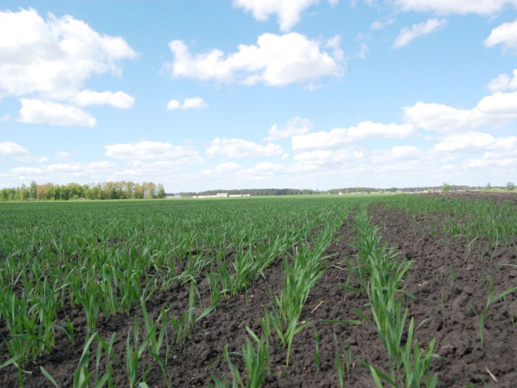 В Одесской ОГА предупредили об угрозе потери 50% урожая от посевов озимых