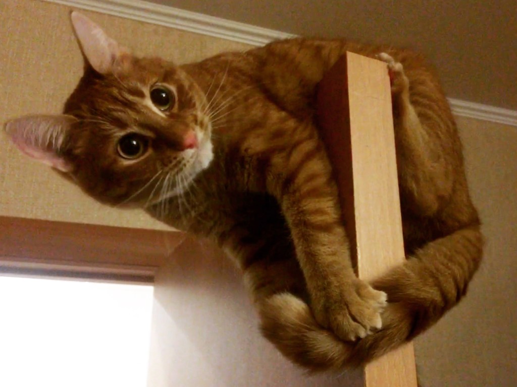 «Я так вижу!»: Кот внезапно набросился на покрывало и сложил его по-своему (ВИДЕО)
