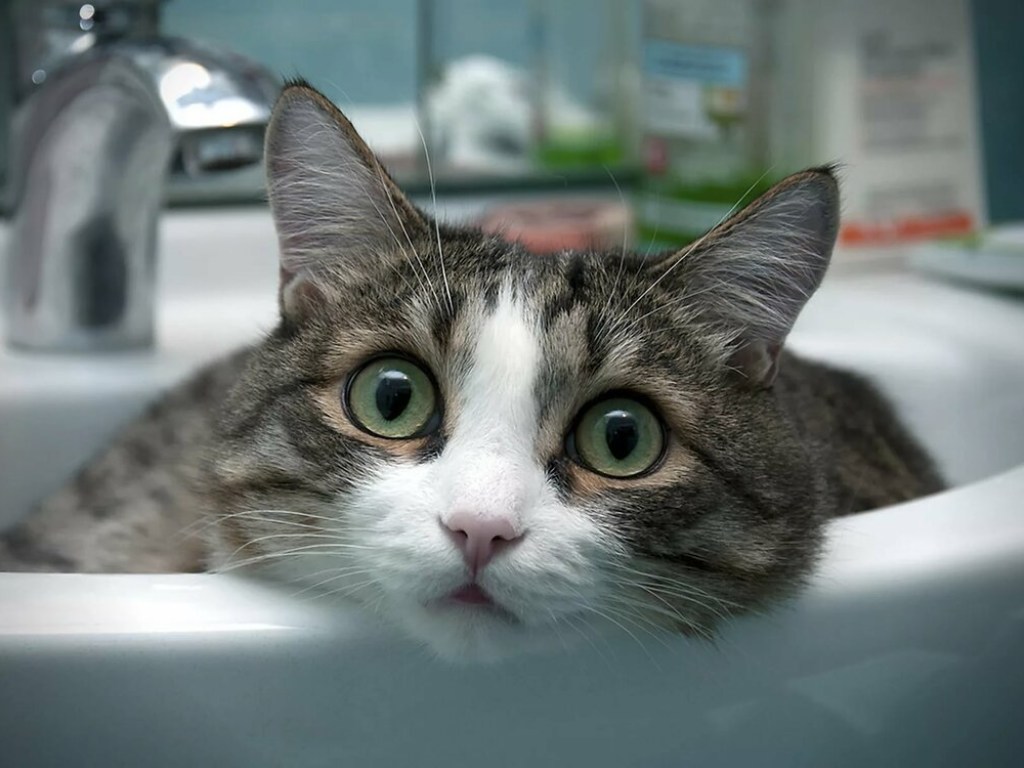 Коты могут заражать людей коронавирусом – медики