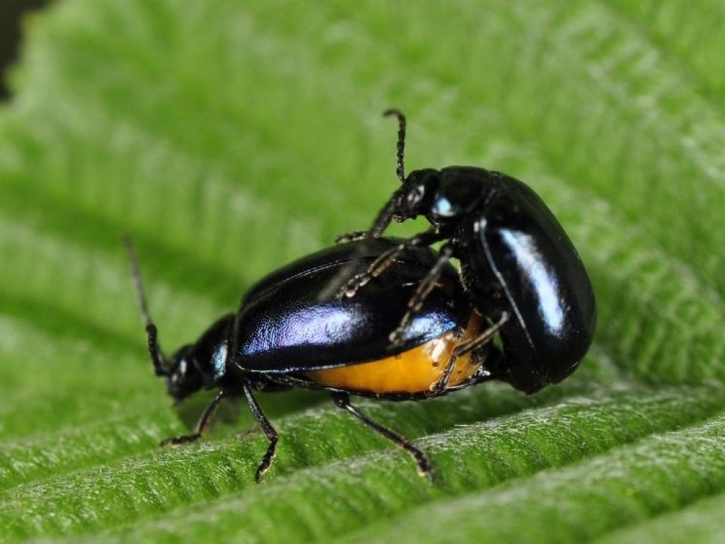 Норвежские ученые выяснили, почему у жуков разная длина половых органов