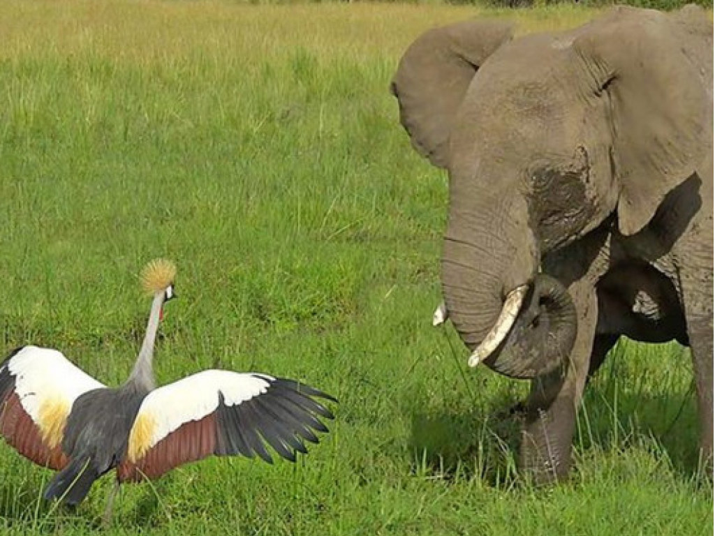 Храбрый журавль отогнал слона от гнезда с птенцами (ФОТО, ВИДЕО)