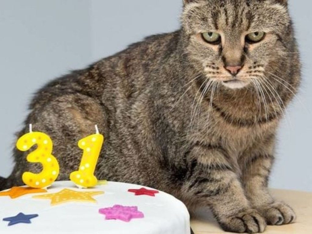 31 год: Один из самых старых котов в мире умилил Сеть (ВИДЕО)