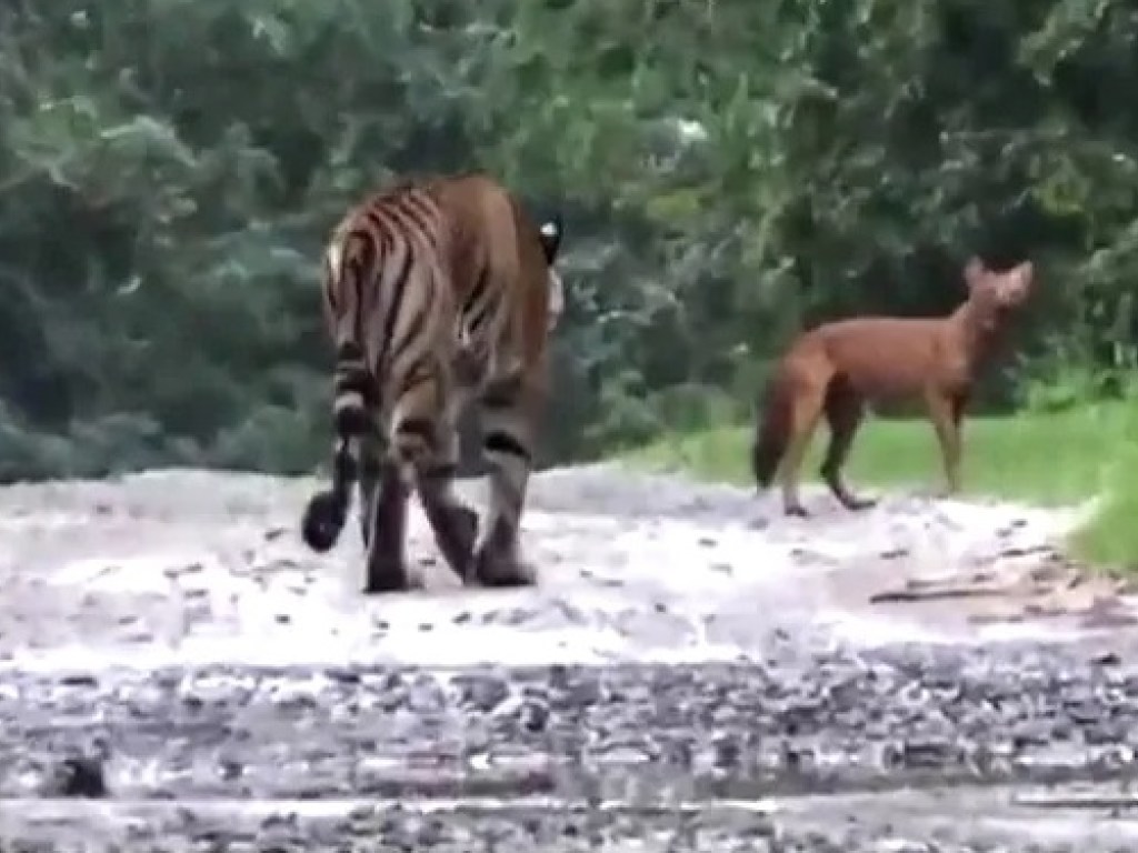 «Дикая природа»: тигр устроил погоню за красным волком (ВИДЕО)