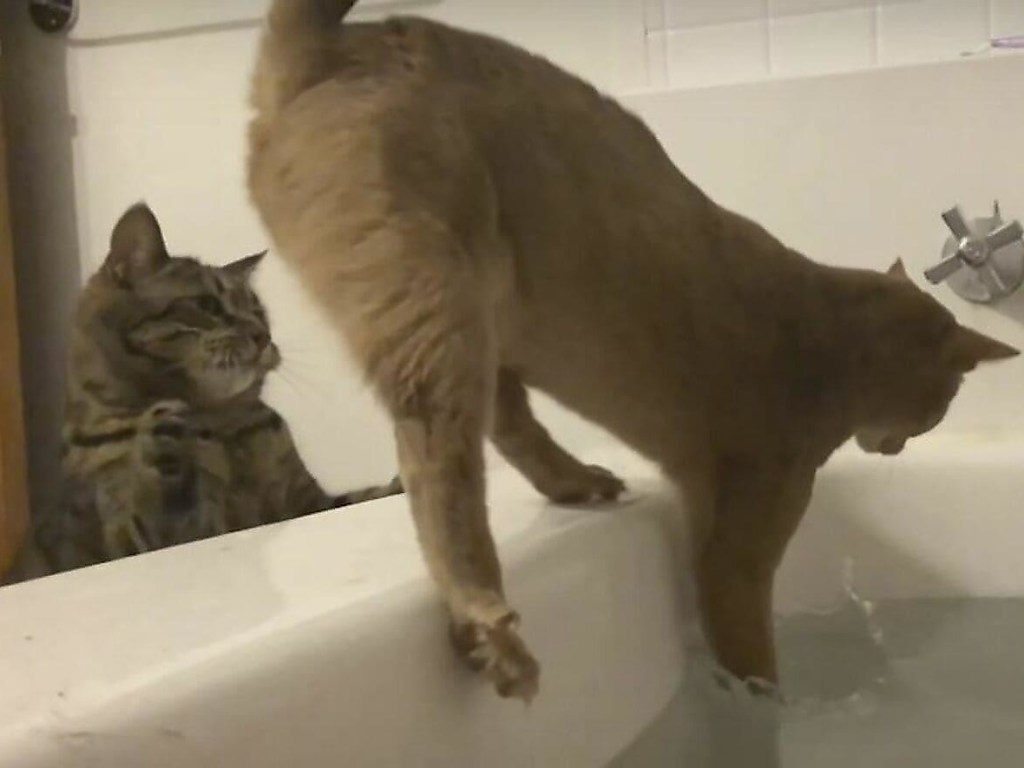 Кот столкнул «конкурента» в ванну к хозяйке (ВИДЕО)