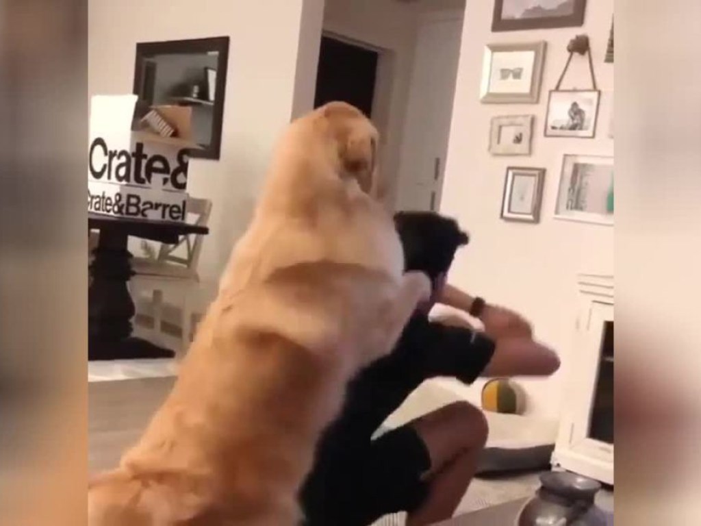«Не халтурь!»: Пёс-лабрадор стал тренером своего хозяина (ВИДЕО)