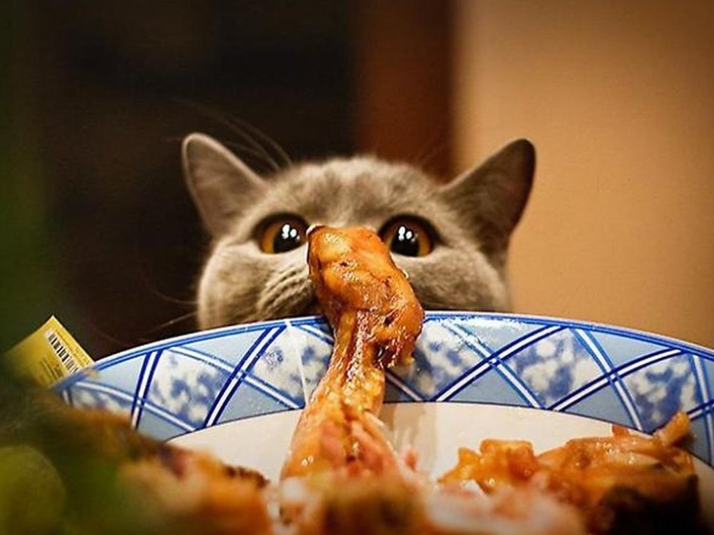 Коты, которые любят салаты и лакают борщ из тарелки: вы давно хотели об этом спросить (ФОТО)