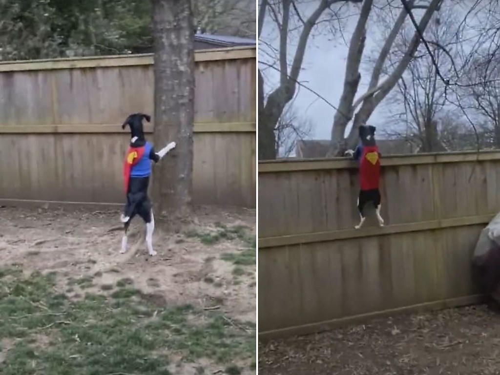 Собаку нарядили в костюм супермена: в Сети показали эффектное видео погони пса за белкой