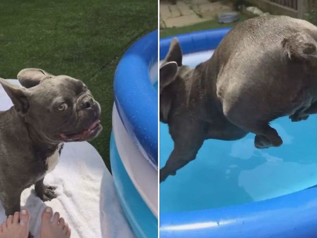 Надувной бассейн стал забавой для весёлого бульдога: собака была в восторге (ФОТО, ВИДЕО)